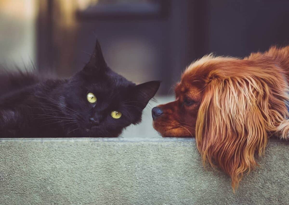 Black cat and brown Cocker Spaniel lying together on a concrete floor.