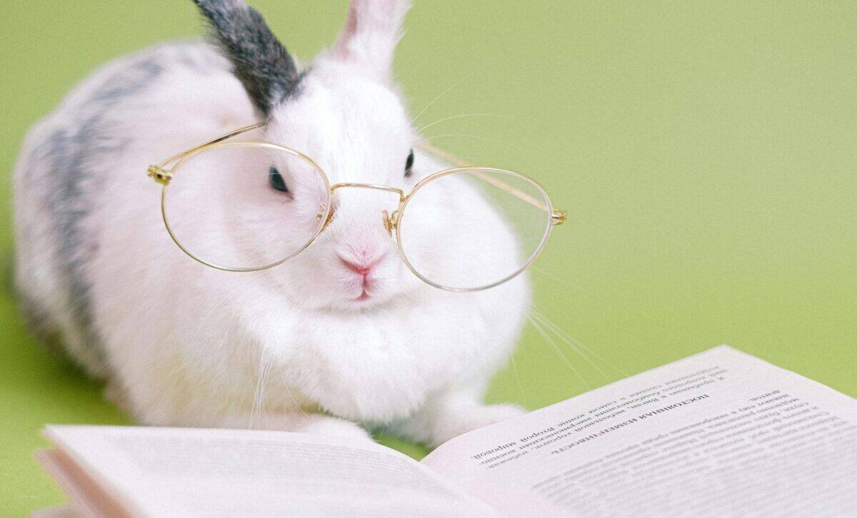 Relocating birds, exotic pet relocation, relocating ferrets, relocating rabbits