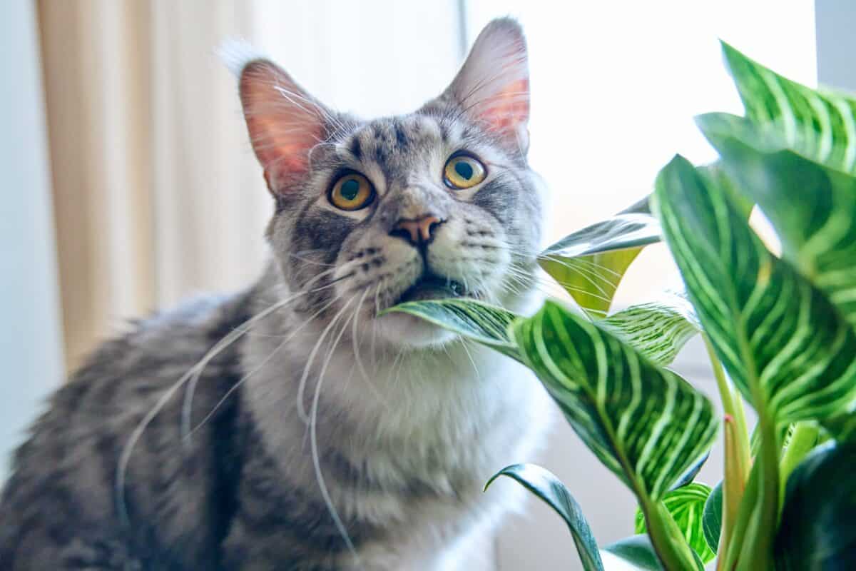 toxic plants for pets