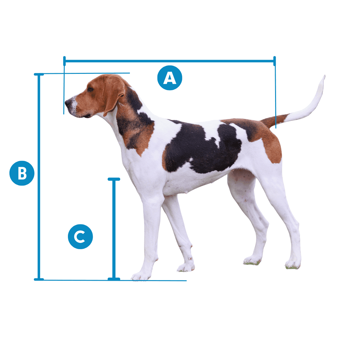 Measure a dog for an airline-approved travel crate: A nose-to-tail length, B floor-to-head height, C floor-to-withers height (IATA pet travel).