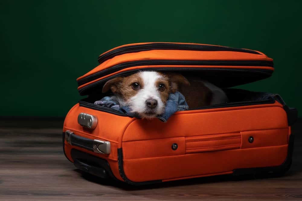 Dog Travel. Funny jack russell terrier in a suitcase. Pet adventure