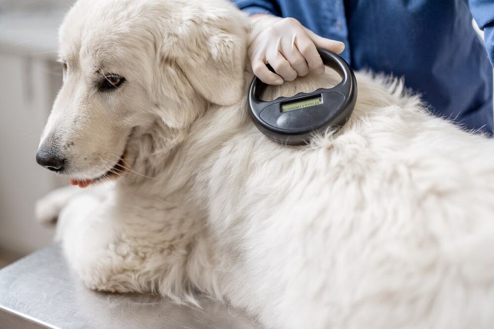Veterinarian scanning a large white dog with a microchip reader to verify pet identification.