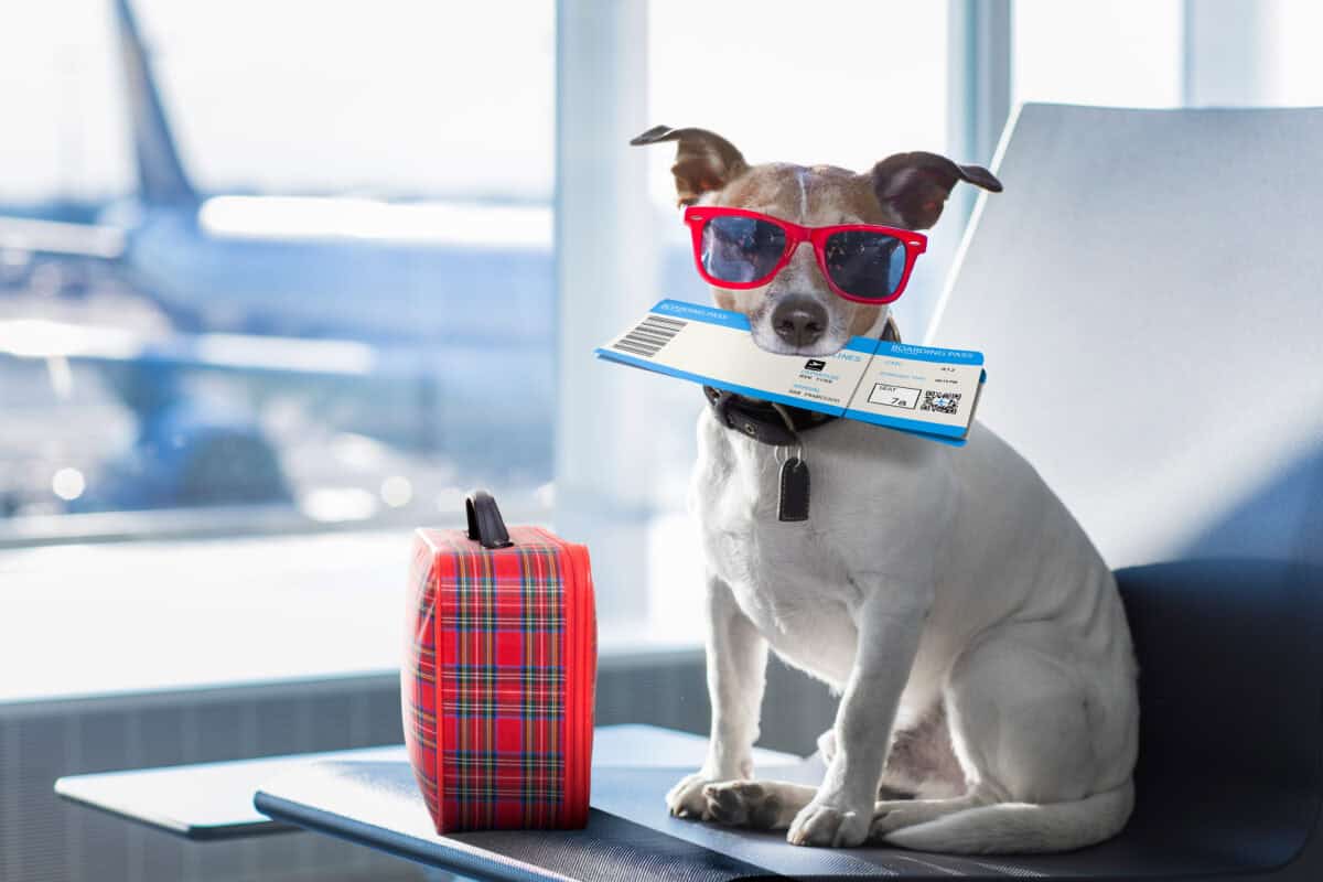 best airlines for pets, pet-friendly airlines, safe pet travel