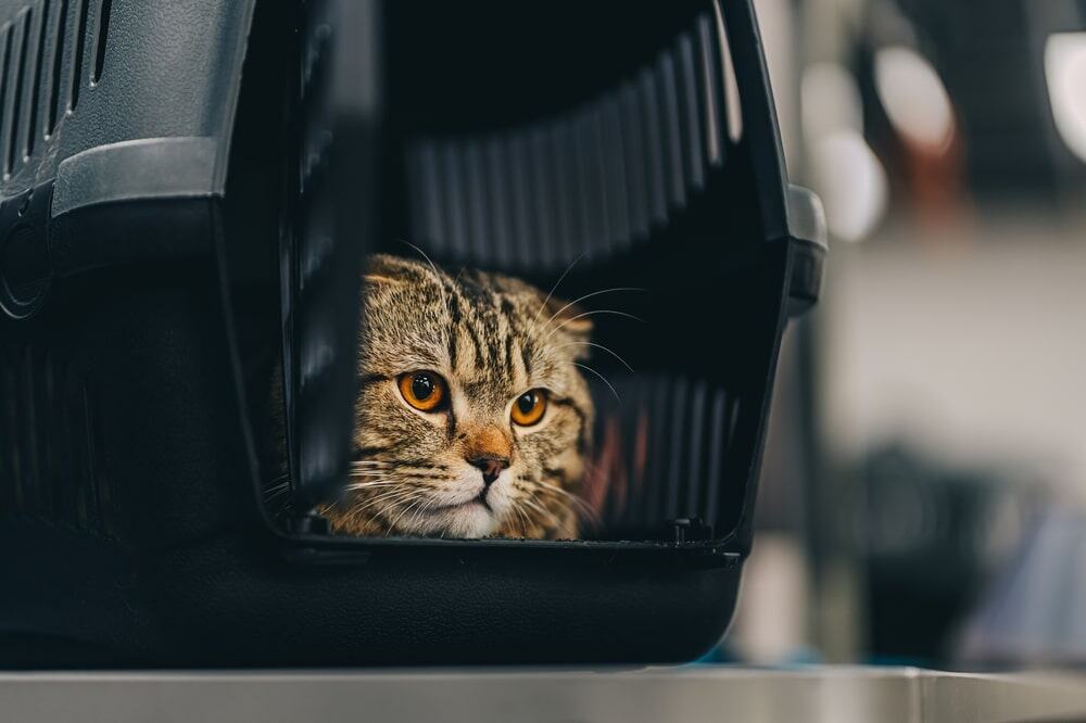 Cat inside a secure pet travel carrier, ready for long-distance relocation with WorldCare Pet Transport.