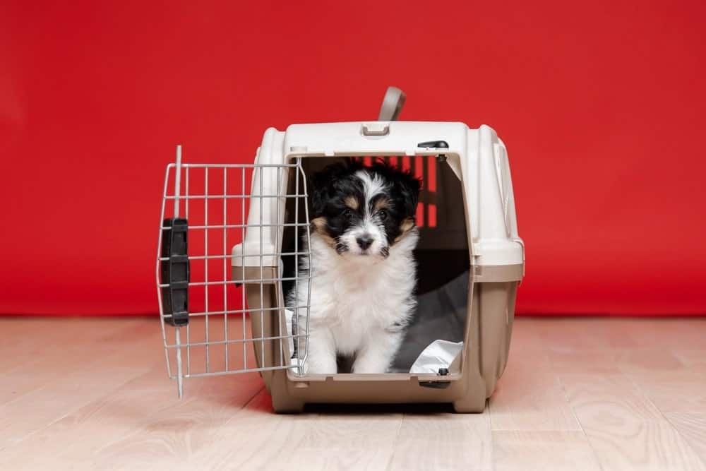 Secure travel kennel for safe pet relocation to USA and Canada.