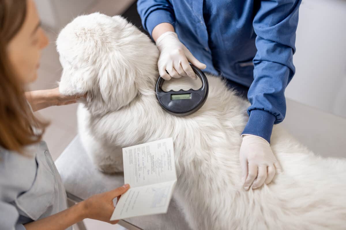Vet scanning pet microchip for pet passport and international travel documentation
