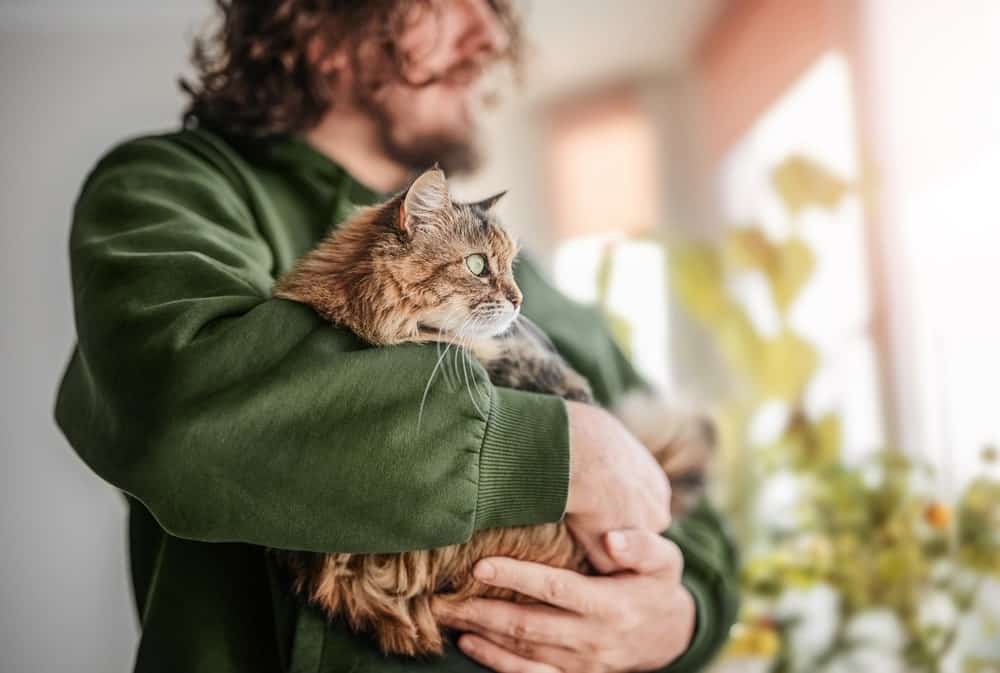 Bearded man hugging a cat by the window with flowerpots and sunlight