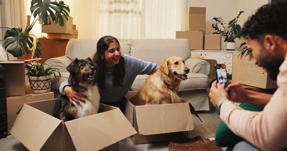 Smile, woman and picture with dogs at new house. Happy, couple and animal in box. Pet friendly and bonding together of home relocation.