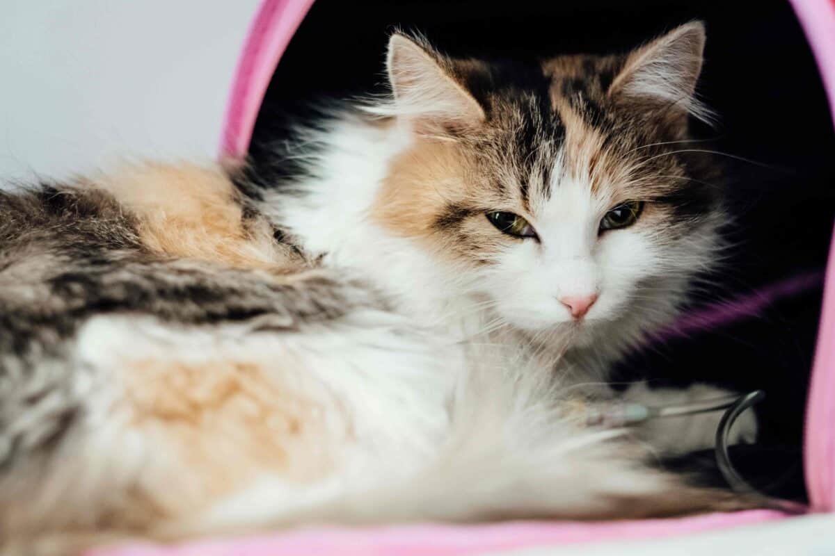 White Black and Brown cat lying on pink and white textile.
