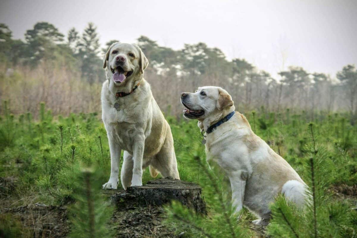Two yellow Labrador retrievers in a grassy field. One standing on a tree stump with tongue out, the other sitting beside it looking up.