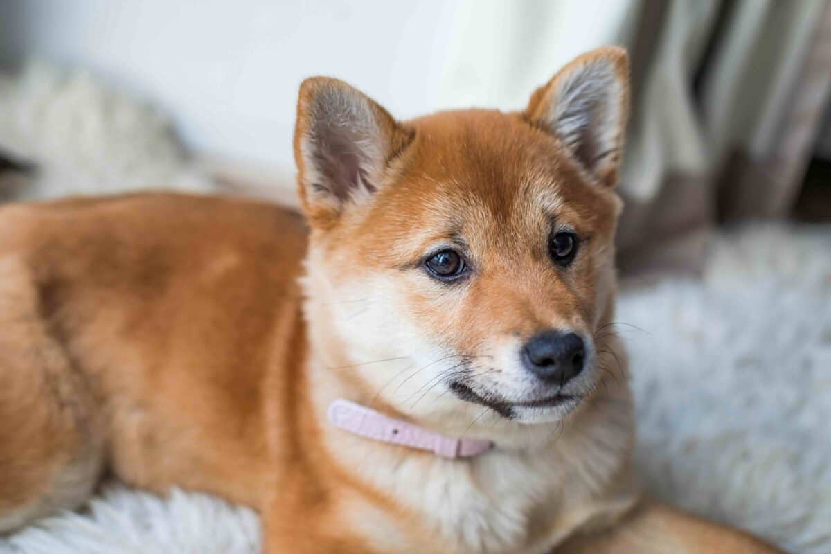 Shiba Inu dog relaxing on a soft rug with a pink collar, representing a calm house pet adjusting to life and pet etiquette in Japan.