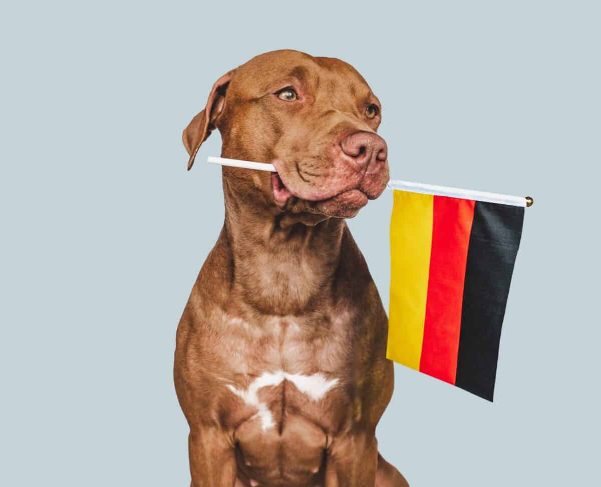 Dog permit test in Germany, Dog ownership laws in Germany, Owning a dog in Germany, Germany dog ownership requirements, Dog license Germany, German dog laws, Dangerous dog breeds in Germany, Dog registration Germany, Leash laws Germany dogs