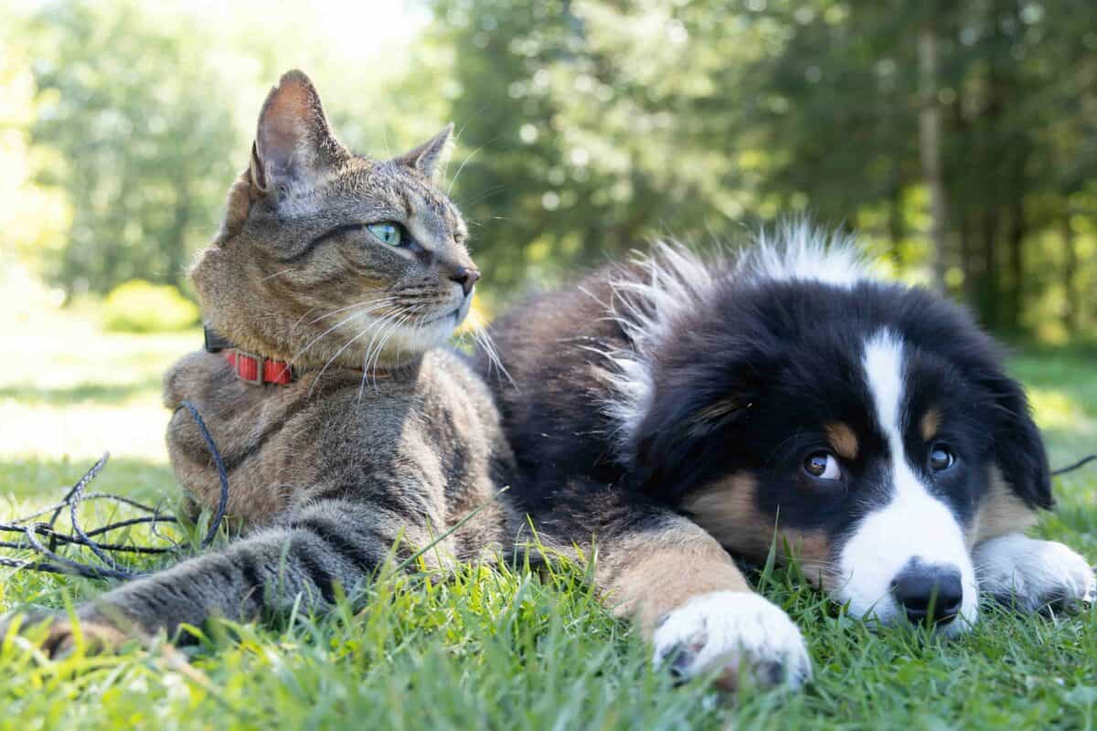 Cat and dog relaxing together outdoors, representing pets settling in after a move.