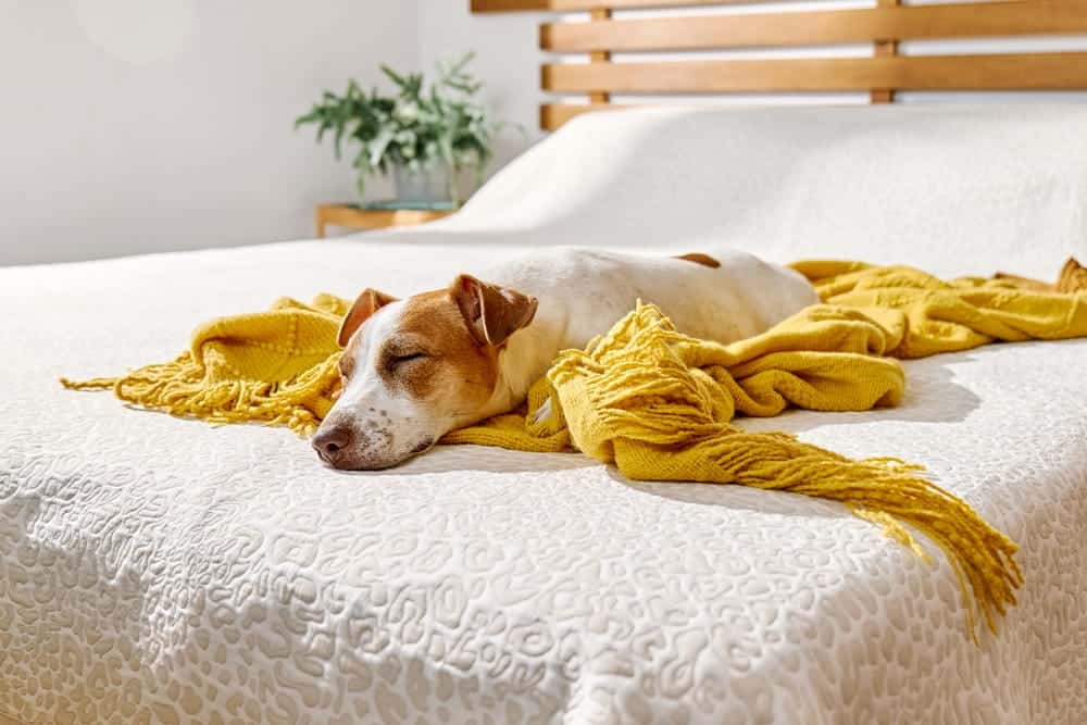 Dog resting on a bed with a yellow blanket, recovering after a long travel day.