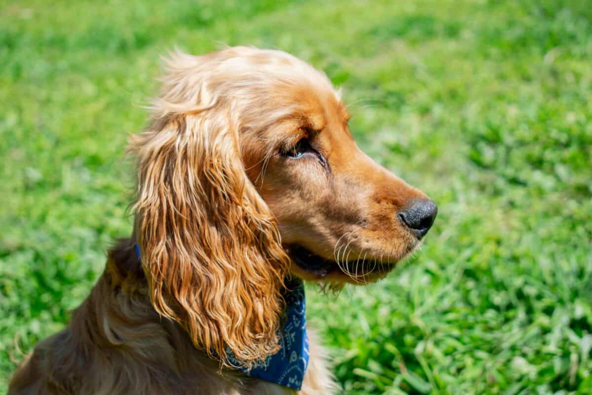 A cocker spaniel sitting on the grass, looking to the side