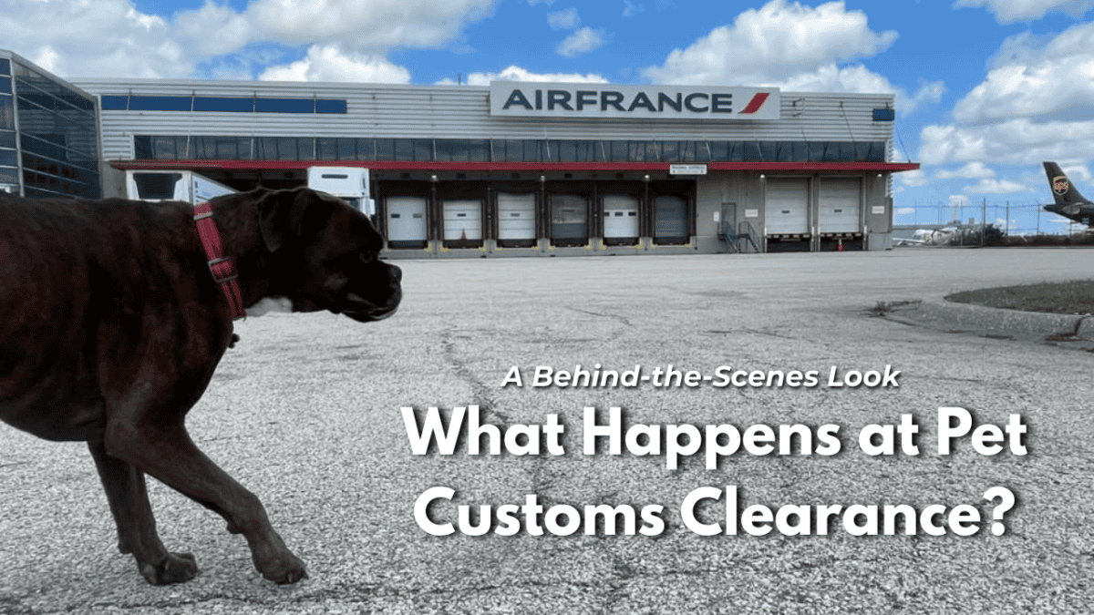 international pet travel requirements, pet import process, pet relocation customs, bringing pets internationally, pet travel documentation