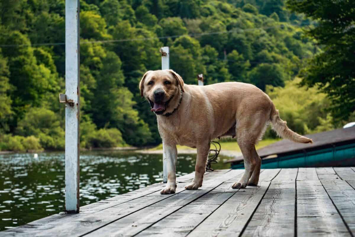 Golden Labrador standing on a weathered wooden dock beside a lake, with lush green trees and hillside scenery in the background.