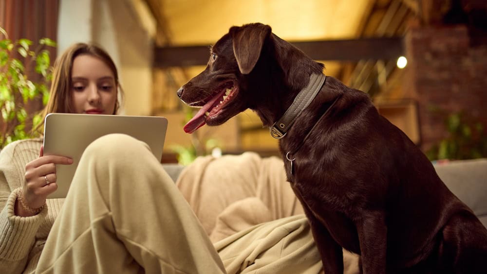 DIY pet relocation challenges at airport cargo terminal