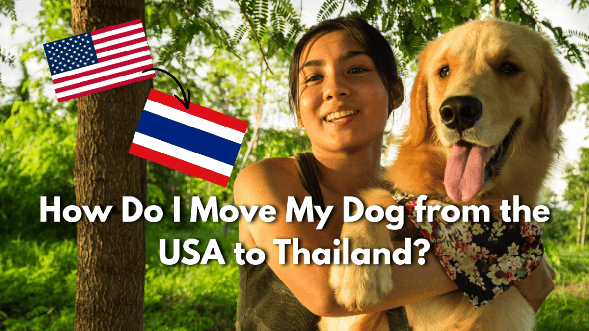 How Do I Move My Dog from the USA to Thailand, USA to Thailand pet import requirements, Pet travel from USA to Thailand, Thailand pet import permit, Dog travel requirements Thailand