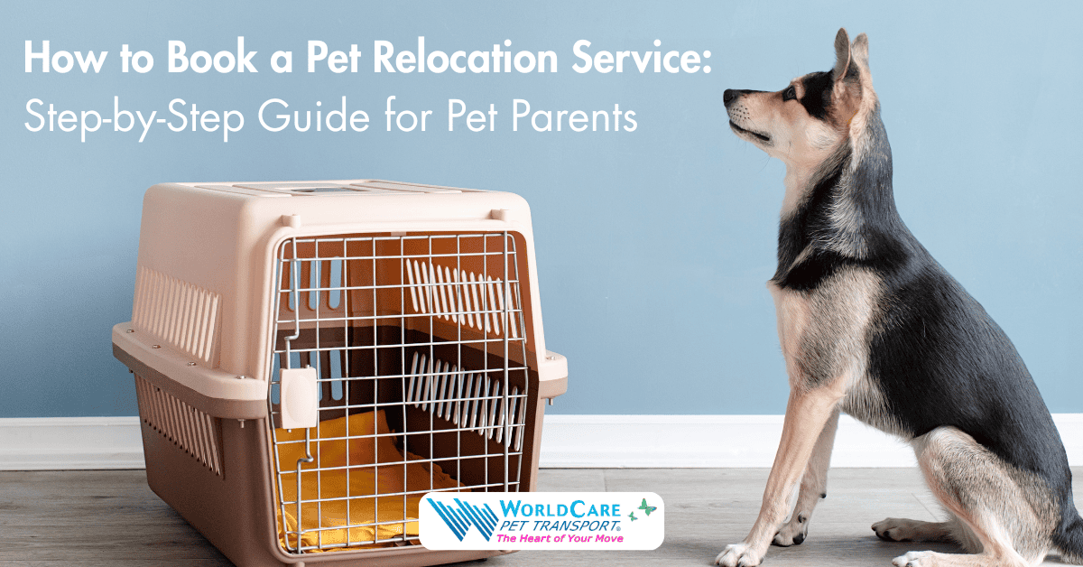 how to book pet relocation service, pet relocation process step by step, how pet transport works. international pet shipping process, book pet transport service
