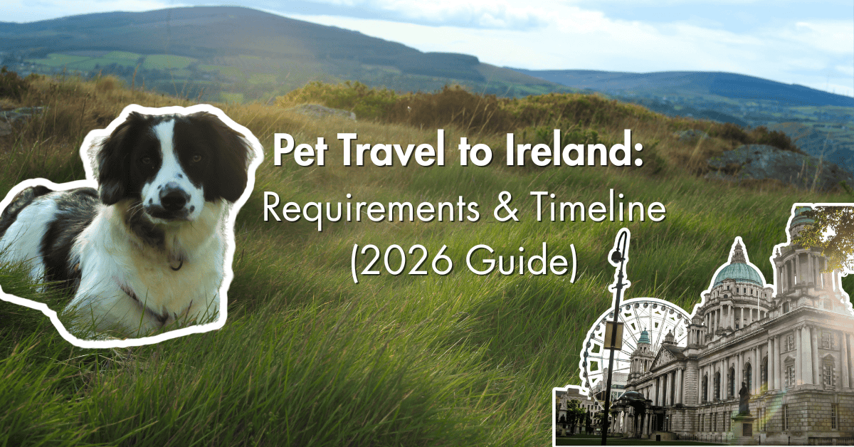 pet travel to Ireland, move pet to Ireland, pet relocation to Ireland, requirements for pets to enter Ireland, bringing a dog to Ireland from the US