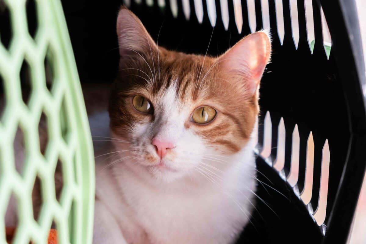 Orange and white cat with golden eyes resting inside a pet carrier.