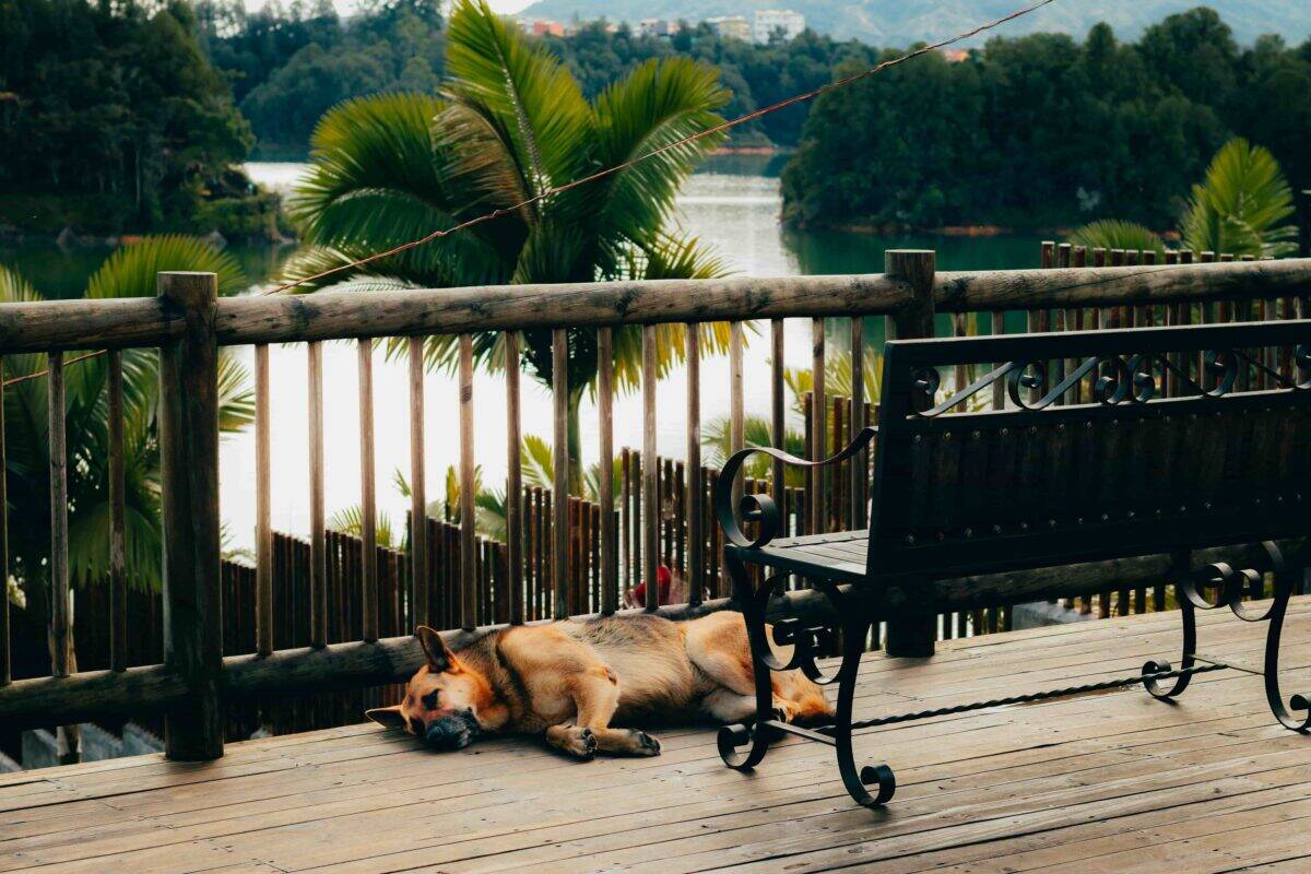 German Shepherd resting on a wooden deck overlooking a lake in Colombia