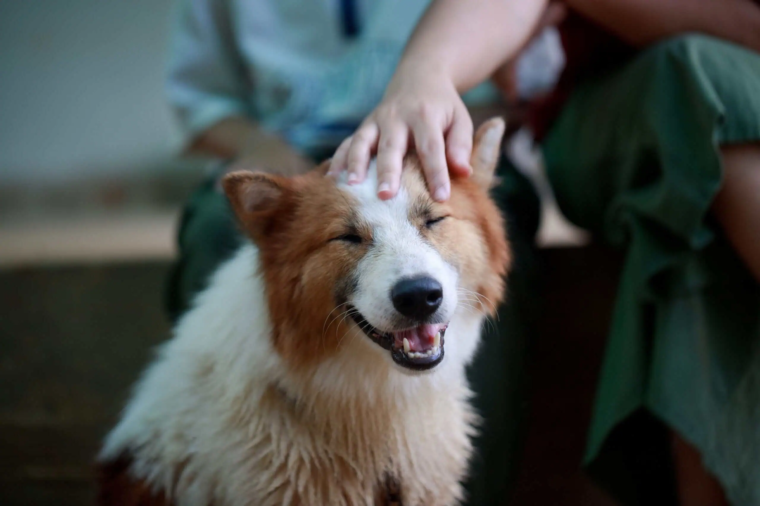 Featured image for “How Do I Move My Dog from the USA to Thailand?”