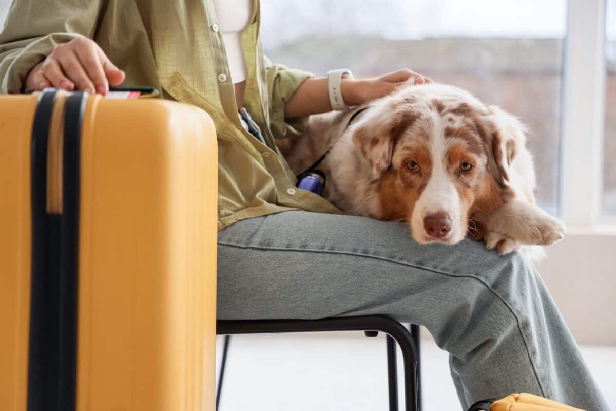pet is denied entry at customs, pet travel customs clearance issues, why pets are denied entry at customs, pet import requirements international, what happens if pet fails customs