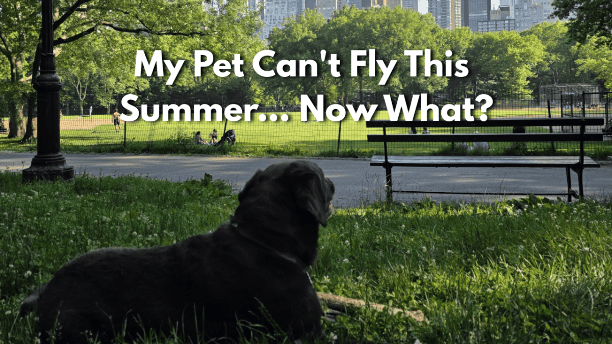 summer pet travel restrictions, pet heat embargo, flying with pets in summer, pet ground transport, brachycephalic dog travel summer