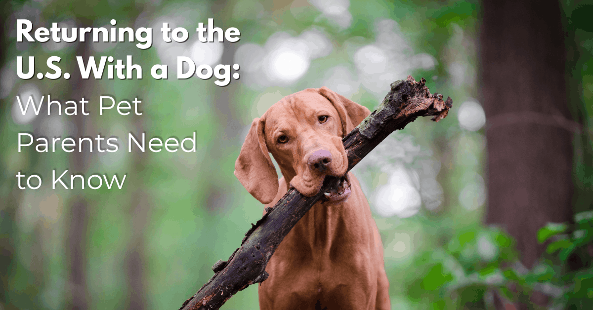 Dog carrying a stick outdoors for an article about returning to the U.S. with a dog and pet travel requirements.