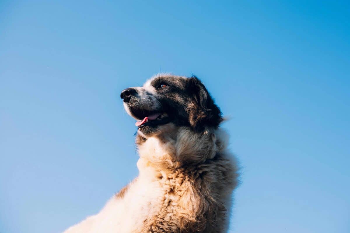 A large fluffy dog basks in the sunlight against a clear blue sky.