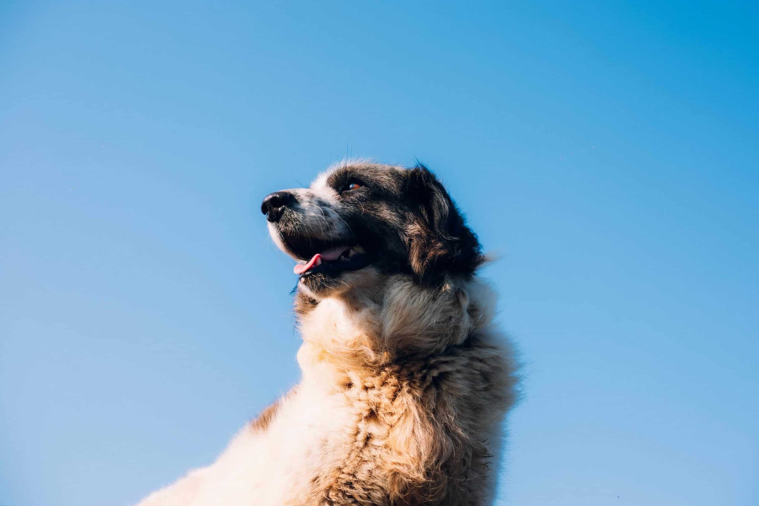 Featured image for “How to Fly With A Large Dog”