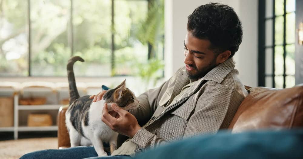 Featured image for “Australia Banned Pet Breeds: What Pet Parents Need to Know Before Moving to Australia”