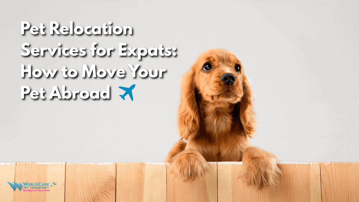 A cute golden Cocker Spaniel puppy with its paws resting on a wooden fence, looking directly at the camera against a light gray background. Bold white text on the left reads 'Pet Relocation Services for Expats: How to Move Your Pet Abroad' with a blue airplane emoji. The WorldCare Pet Transport logo appears in the bottom left corner with the tagline 'The Heart of Your Move.