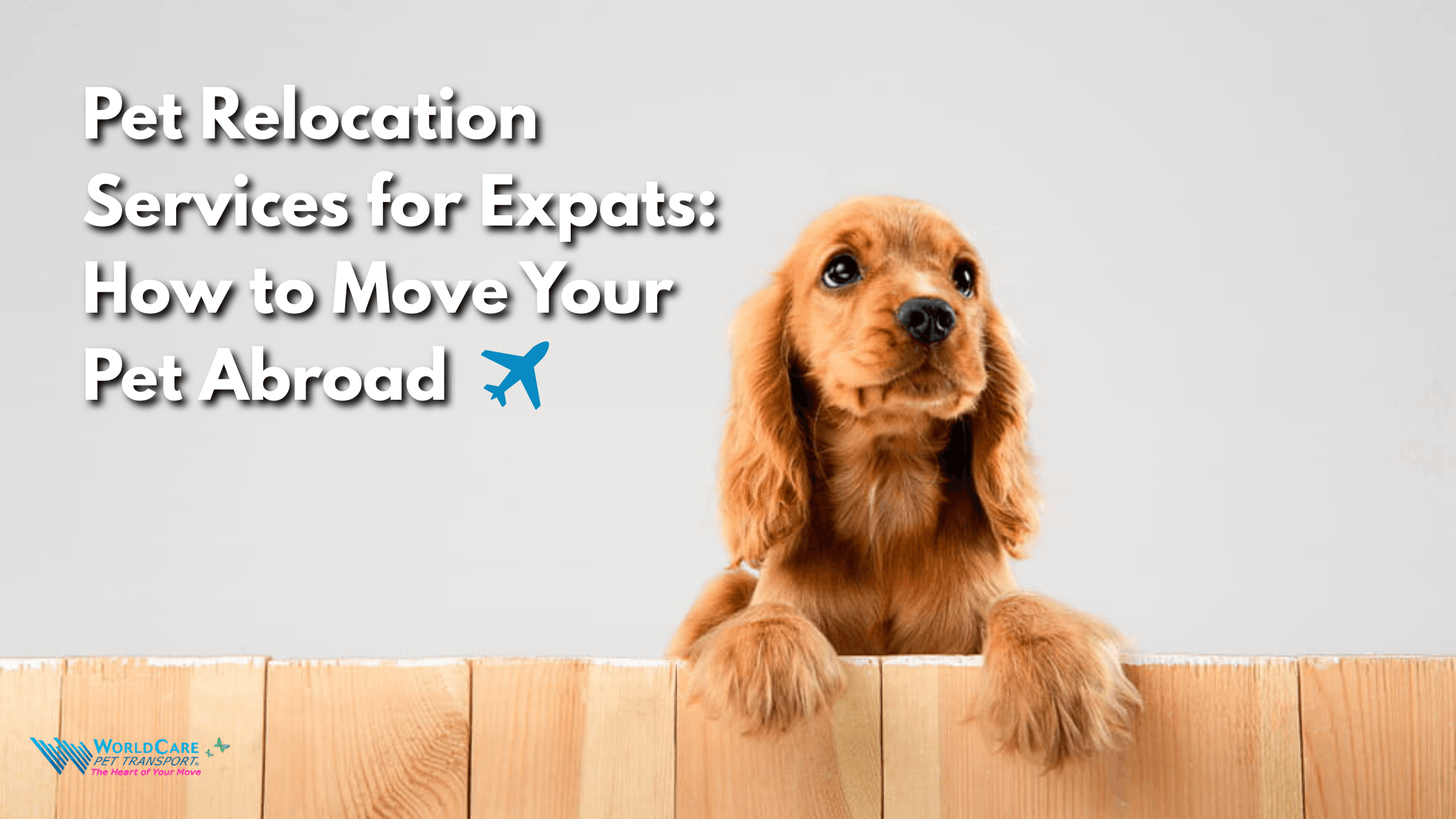 Featured image for “Pet Relocation Services for Expats in the USA: How to Move Your Dog or Cat Abroad Safely”