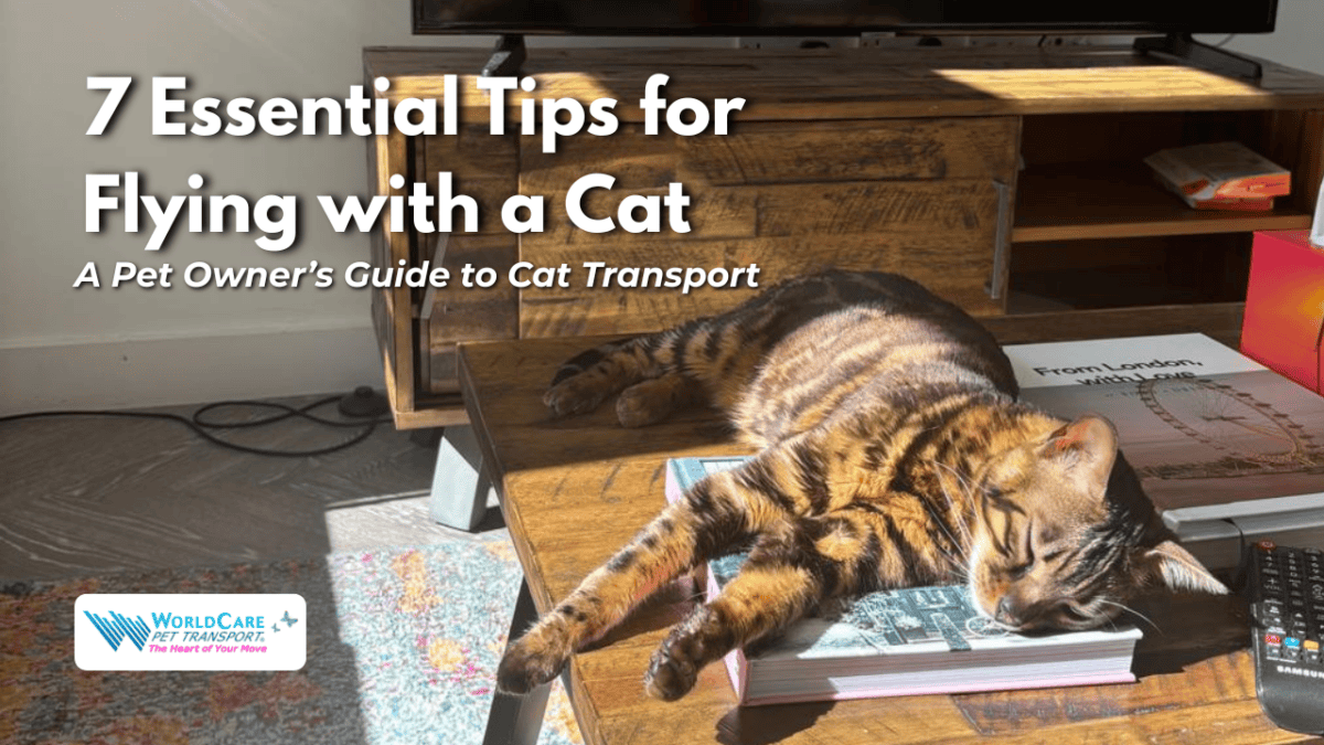 flying with a cat, how to fly with a cat, flying with your cat, flying with cats, can you fly with a cat