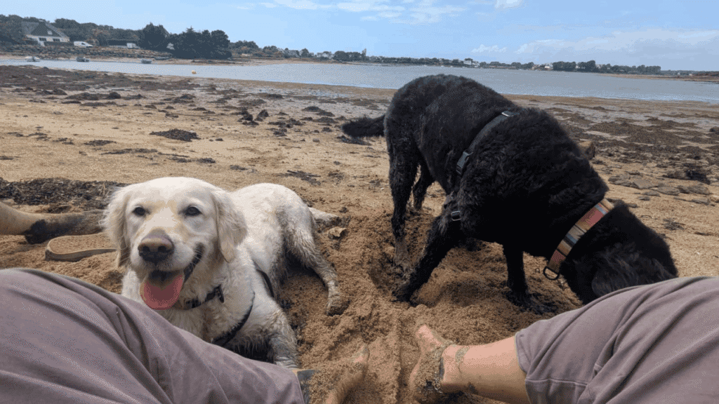 Two dogs enjoying a beach stop during a safe cross-country pet transport journey.