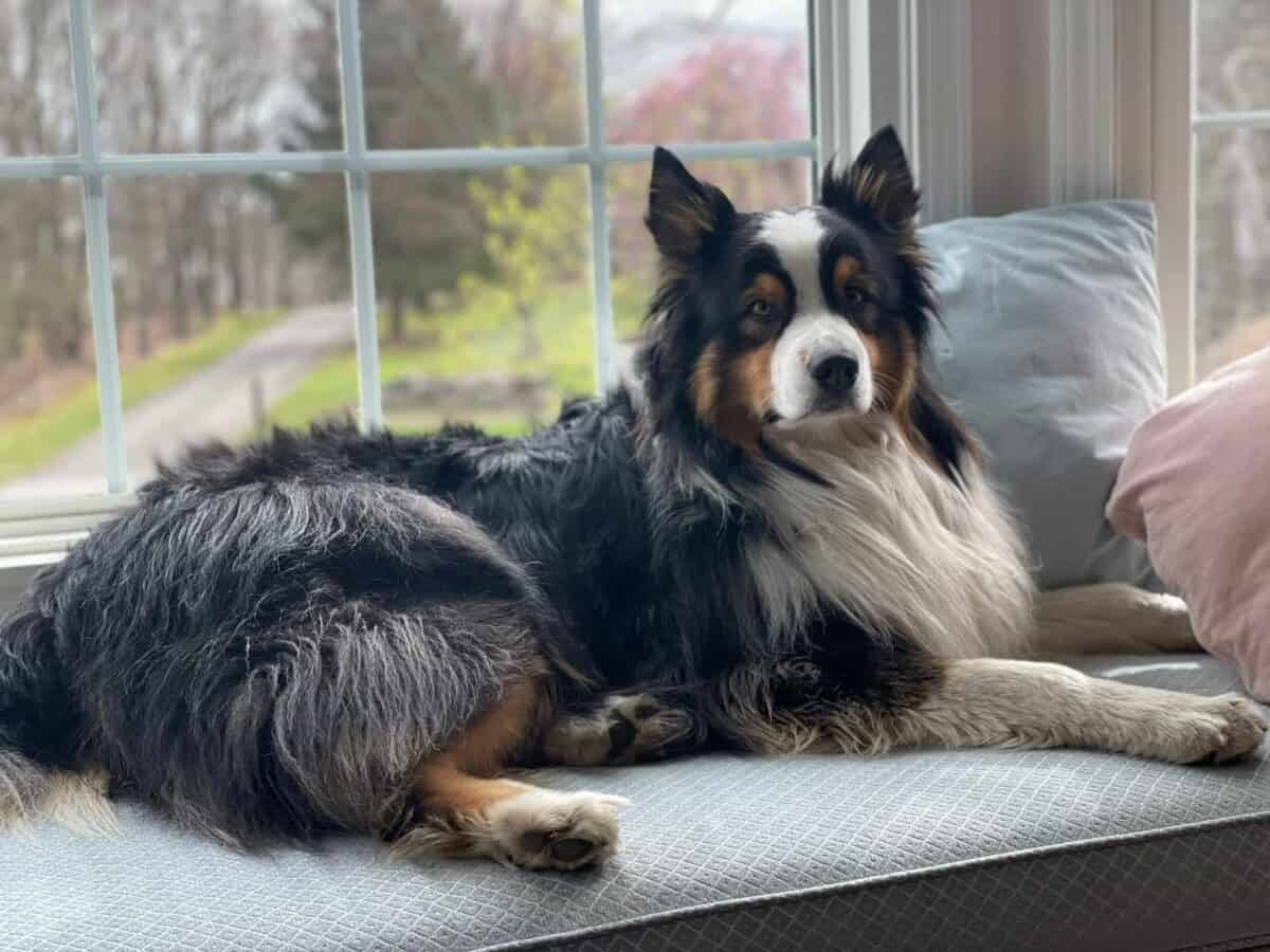 Frodo, a dog traveling to Germany with WorldCare Pet Transport