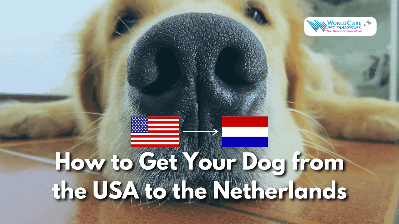 Featured image for “USA to Netherlands Dog Entry Requirements: What Pet Parents Need to Know”