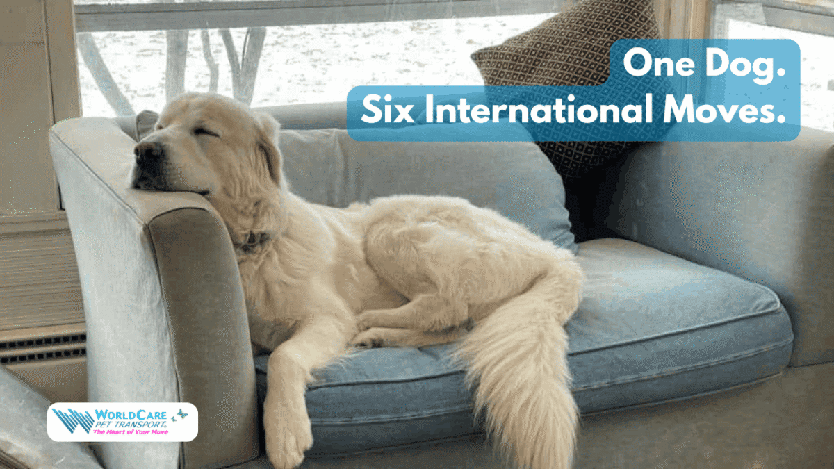 Walus resting on a couch during one of his six international moves between Belgium and the USA with WorldCare Pet Transport.
