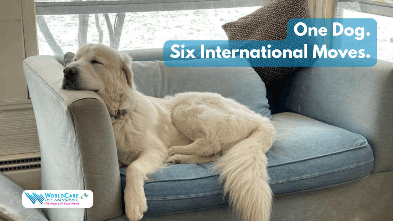 Featured image for “A Dog Who Moved Between the USA and Belgium 6 Times: What Pet Parents Can Learn About International Dog Relocation”