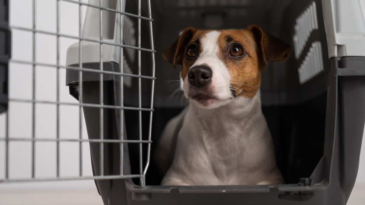 dog crate, dog crate sizes, large dog crate, travel kennel for dogs, pet travel crate