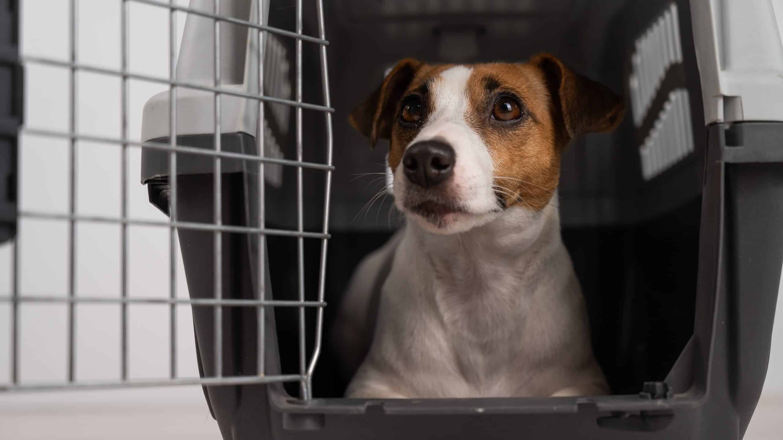 Featured image for “Choosing the Right Size Dog Crate”