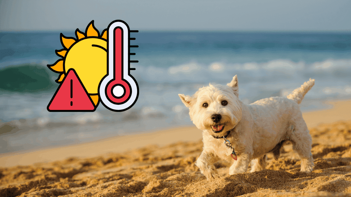 White dog walking on a sunny beach with heat warning icons, illustrating summer heat embargoes for pet travel.