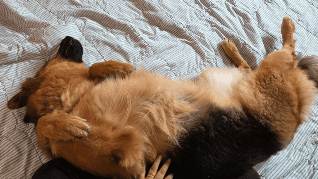 Artemis the German Shepherd relaxing belly-up on a bed after her journey to Australia.