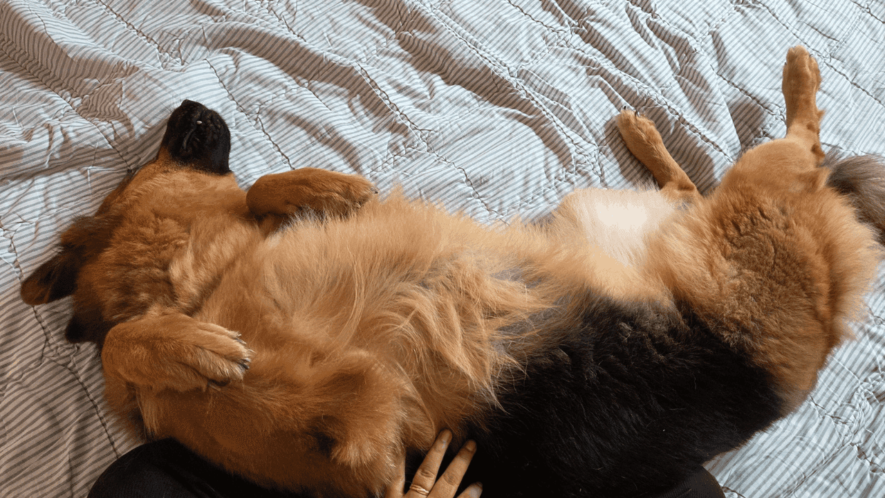 Featured image for “How Long Does It Take to Move a Dog from Thailand to Australia? A Real Timeline”
