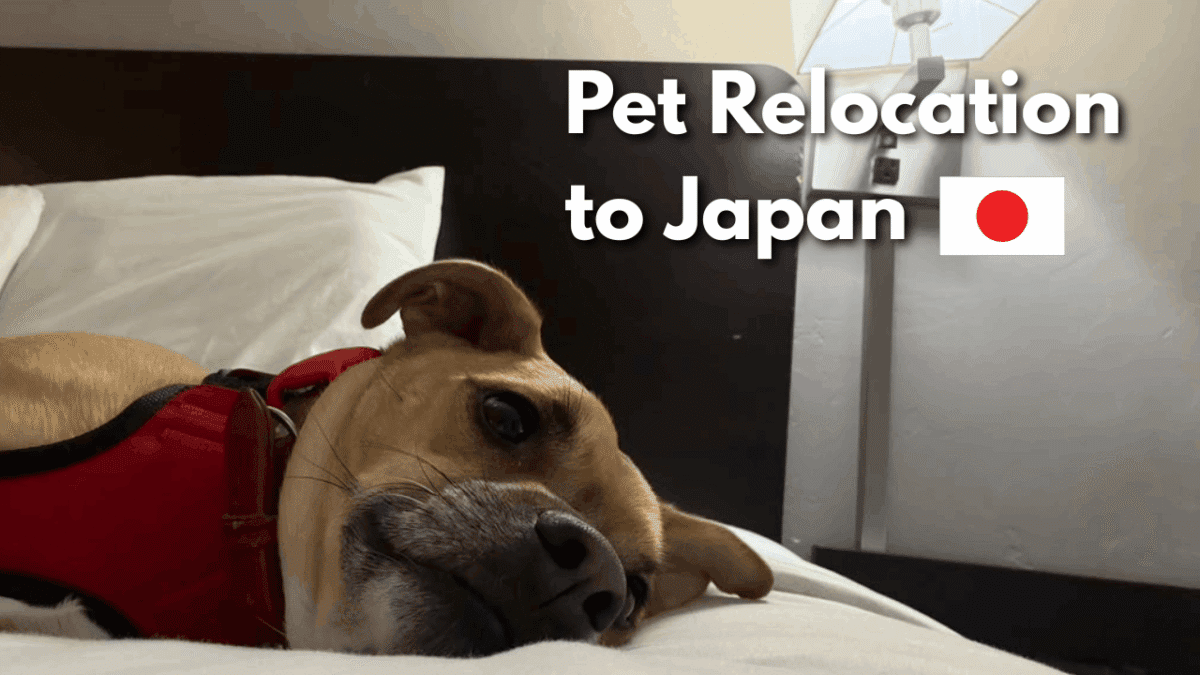 Tan dog wearing a red harness resting on a bed with the text “Pet Relocation to Japan” and a Japanese flag.