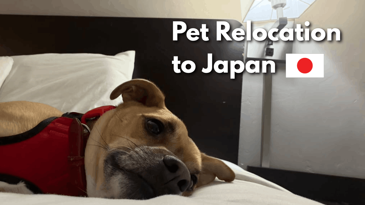 Featured image for “Your Pet’s Japan Relocation Timeline”