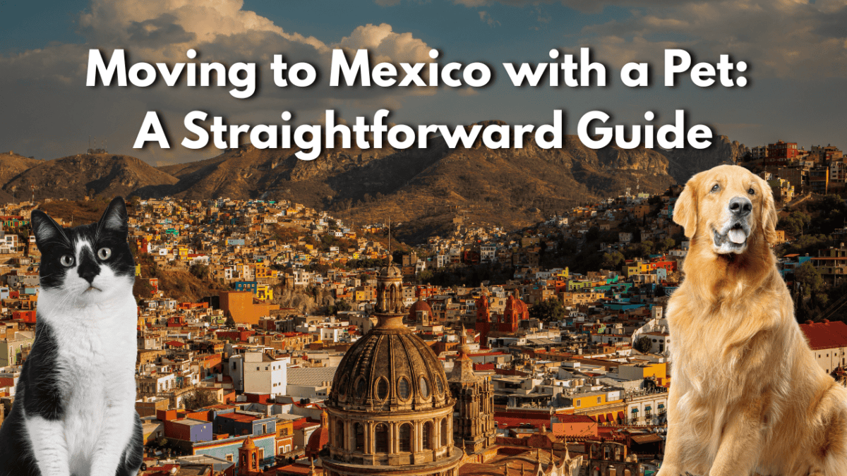 moving to mexico with a pet, moving to mexico with a dog, relocating pets to mexico, pet friendly housing mexico, life with pets in mexico